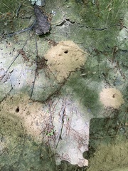 Aphilanthops frigidus