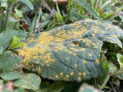 Coleosporium elephantopodis