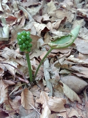 Arum cylindraceum