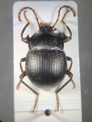 Accanthopus velikensis