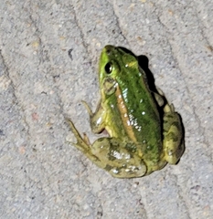 Pelophylax plancyi