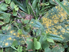 Coleosporium elephantopodis