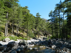 Pinus nigra laricio