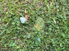 Coleosporium elephantopodis