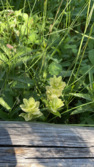Castilleja unalaschcensis