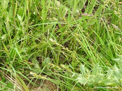 Carex disticha