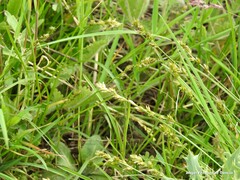 Carex disticha