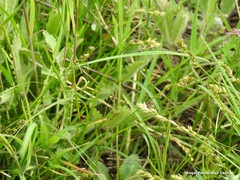 Carex disticha