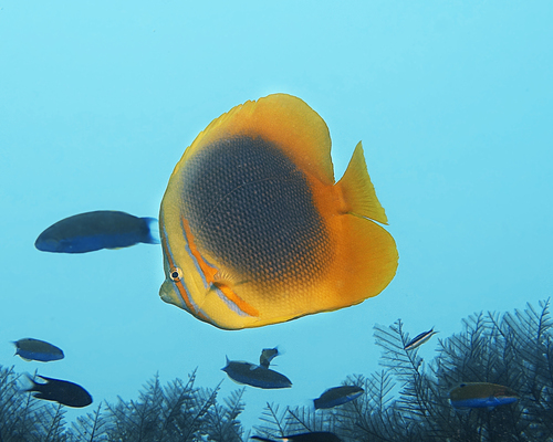 Gold-banded butterflyfish (Chaetodon aureofasciatus) — Chaetodontidae