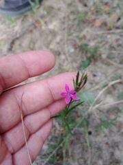 Dianthus armeria