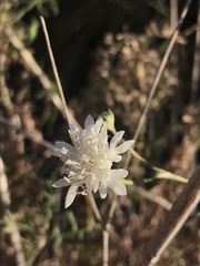 Pycnocomon rutifolium