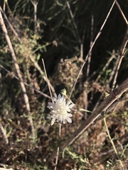 Pycnocomon rutifolium