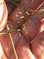 Pycnocomon rutifolium