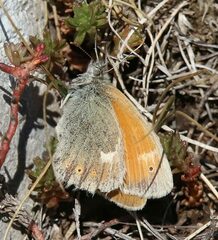 Coenonympha rhodopensis