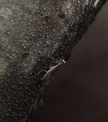 Liturgusa cayennensis