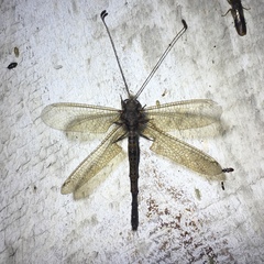 Ululodes quadripunctatus