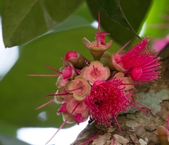 Syzygium samarangense