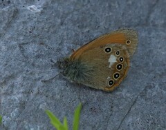 Coenonympha glycerion