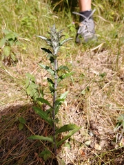 Carlina biebersteinii