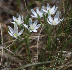 Ornithogalum comosum