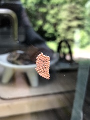Nanophyes