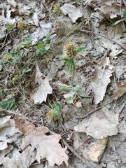 Trifolium ochroleucon
