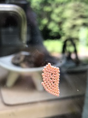 Nanophyes