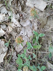 Trifolium ochroleucon