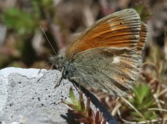 Coenonympha rhodopensis