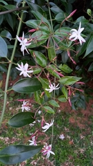 Jasminum malabaricum