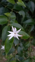 Jasminum malabaricum