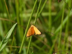Idaea flaveolaria