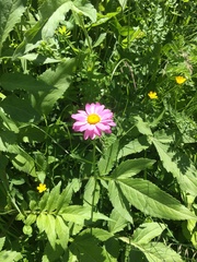 Tanacetum coccineum