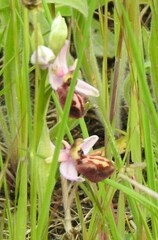 Ophrys scolopax