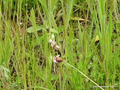 Ophrys scolopax