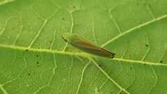 Graphocephala fennahi