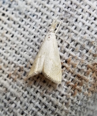 Haimbachia placidellus