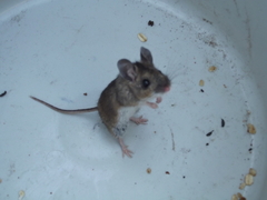 Peromyscus levipes