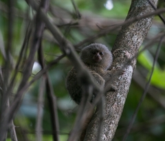 Cebuella niveiventris