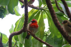 Foudia rubra