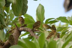 Foudia rubra
