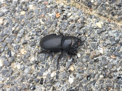 Dorcus parallelipipedus