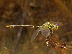 Onychogomphus uncatus
