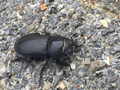 Dorcus parallelipipedus