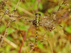 Onychogomphus uncatus