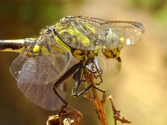 Onychogomphus uncatus