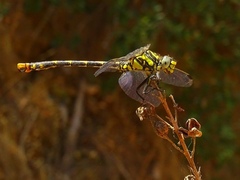 Onychogomphus uncatus