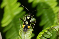 Grypocoris stysi