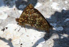 Melitaea britomartis