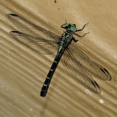 Stylogomphus sigmastylus